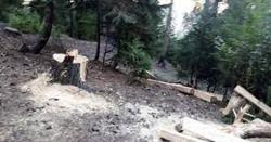   کھوئی رٹہ،اندرلہ کٹیڑہ  جنگل سے لکڑیاں کاٹتے نوجوان حادثہ کا شکار