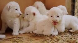 کراچی کے نجی چڑیا گھر میں سفید افریقی شیرکے 6 بچوں کی پیدائش
