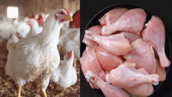 پنجاب میں چکن کی قیمتوں میں کمی